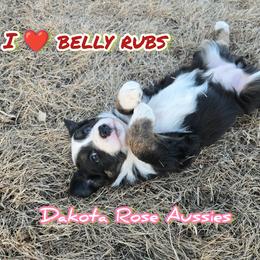 Jasmine - Black tri-color female Australian Shepherd puppy in Burbank, South Dakota from Dakota Rose Aussies