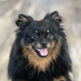 Sheba - Pomeranian