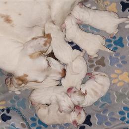 4th Pick Female (Open) - Lemon and white female Beagle puppy in Bois D Arc, Missouri from Country Home Pets and Farm