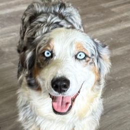 Sydney - Australian Shepherd