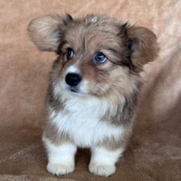 Girl doll 2 - Sable female Pembroke Welsh Corgi puppy in Huntington Beach, California from Gingerbread