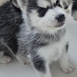 Pomsky Puppies from Peoria Pomskies