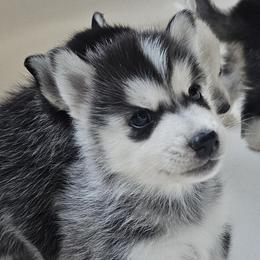 Pomsky Puppies from Peoria Pomskies