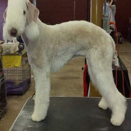 Bedlington Terrier and Bichon Frise All Grown Up from Patchwork Bedlington Terriers and Bichon Frise