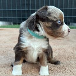 Teal - Red merle female Miniature Australian Shepherd puppy in Arizona from Country Charm Mini Aussies