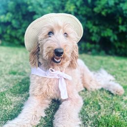 Arya - Goldendoodle