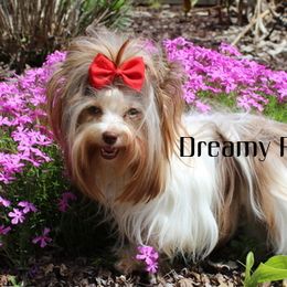 Fiona - Biewer Terrier