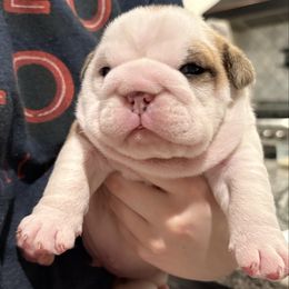 Video: Moose - Red and white male Bulldog puppy in Geraldine, Alabama from Rathbone Bulldogs