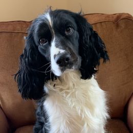 Brooke - English Springer Spaniel