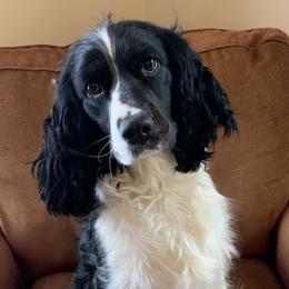 Brooke - English Springer Spaniel