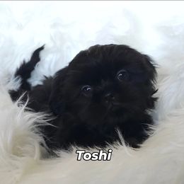 Toshi - Black male Shih Tzu puppy in Arizona from Shihtzucircusaz
