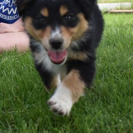 Girl 4 - Black tri-color Australian Shepherd puppy in Muscatine, Iowa from Horten K-9 Wiggles