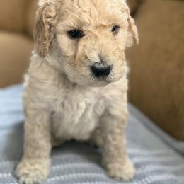 Air - Cream male Poodle puppy in St. Johnsbury, Vermont from Poodles of the Northern Woods