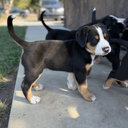 Brown boy - Black, white and red male Greater Swiss Mountain Dog puppy in Woodland, Washington from Woodland Swissie’s