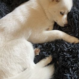 Pomeranians and Pomskies from Black Mountain Kennels