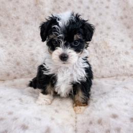 Teddy - male Aussiedoodle puppy in Louisville, Mississippi from Kristy’s Kennels