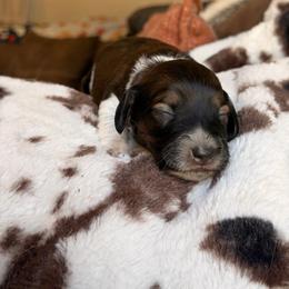 Shaggy - Piebald male Dachshund puppy in Hornbeck, Louisiana from A&Z Mini Dachshunds