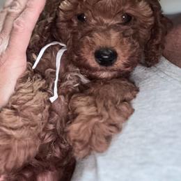 Seabreeze - Red  female Poodle puppy in Seminole, Oklahoma from TruPoodles, Oklahoma AKC Mini poodles