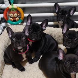 French Bulldogs from 2Stars French Bulldogs