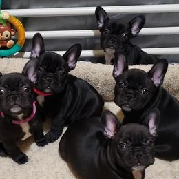 French Bulldogs from 2Stars French Bulldogs