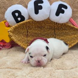 Wine collar girl - White and brindle female French Bulldog puppy in Polk City, Florida from Best Friend Frenchies, LLC