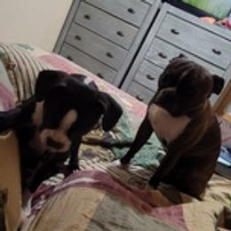 Boston Terriers from Joy B's Boston Terriers