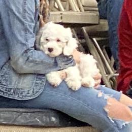 Buckeye - Parti male Goldendoodle puppy in Eaton, Ohio from Dezi’s Sonshine Doodles