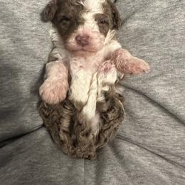 Bernedoodle Puppies from Bernied00dle Love