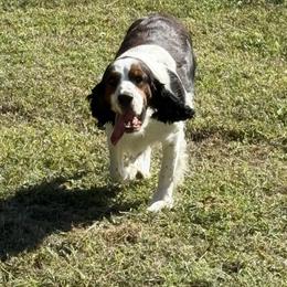 Breezy - English Springer Spaniel