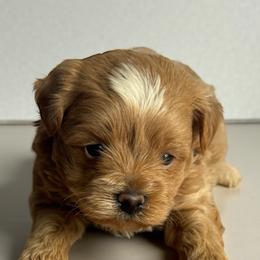 Havanese, Havapoos, Maltese, and Maltipoos from Denise Clark