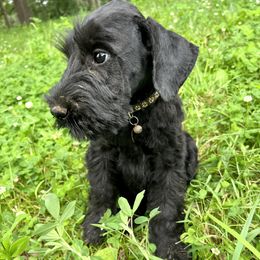 Black collar - Black female Giant Schnauzer puppy in Sedalia, Missouri from Valour's Giants