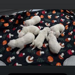Female 5 - White and black female Dalmatian puppy in Louisa, Virginia from Dalmatian Creation LLC