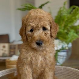 Boy 2 - Apricot male Goldendoodle puppy in St George, Utah from Doodle Bears of Southern Utah