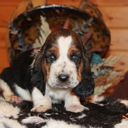 Milky Way - Black brown and white male Basset Hound puppy in Missouri from Clevenger Farms