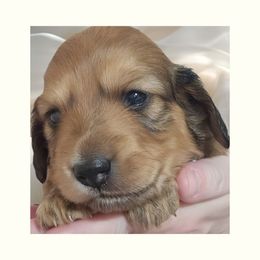 Male - AKC Mini LH Shaded Red - Christmas Puppy - Red male Dachshund puppy in Tennessee from Farmhouse Sausages