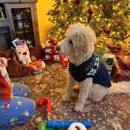 Australian Mountain Doodle, Bernedoodle, and Double Doodle Puppies from Jeanie’s Doodles