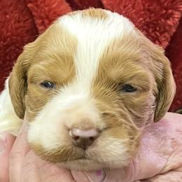 Missi girl 2 - White and orange female Brittany puppy in Floyd Knobs, Indiana from Cross Creek Brittanys