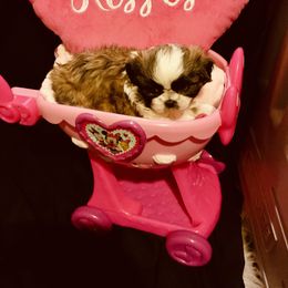 Lexi - Shichon puppy from Angie’s Teddy Bear Puppies Minnesota