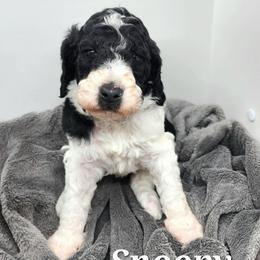 Snoopy - Parti male Poodle puppy in Dover, Delaware from Dogtastic Poodles