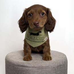 Dachshund Puppies from Truehearted Miniature Dachshunds