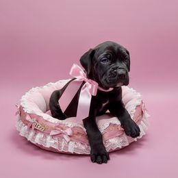 Female 1 - Gray female Cane Corso puppy in Haslet, Texas from Trained To Go Corso Kennels (T.T.G. Corso Kennels)