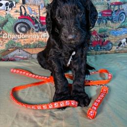 Chardonnay - Black female Goldendoodle puppy in Water Valley, Mississippi from Olympian Doodles