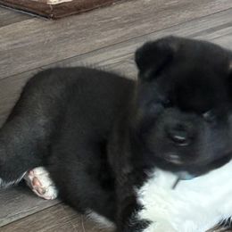 Lil Jackster - Black, silver undercoat Akita puppy in Kamiah, Idaho from DeZaVu Akitas