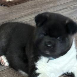 Lil Jackster - Black, silver undercoat Akita puppy in Kamiah, Idaho from DeZaVu Akitas