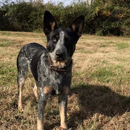 Australian Cattle Dog Puppies from Tri Star Heelers