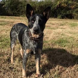Australian Cattle Dog Puppies from Tri Star Heelers