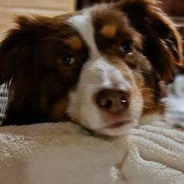 Nora - Miniature American Shepherd