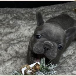 French Bulldogs from La Griffe Frenchies, LLC