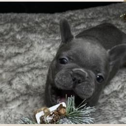 French Bulldogs from La Griffe Frenchies, LLC