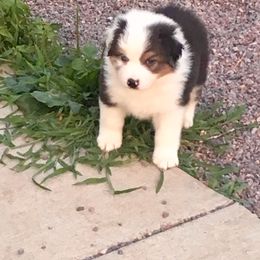 Australian Shepherd and Collie Puppies from Nicara kennel